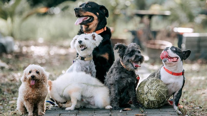 La longevidad de los perros ya provoca que su principal causa de muerte sea el cáncer