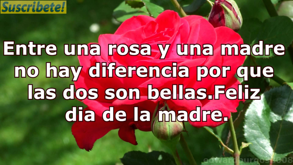 Frases para el Día de la Madre: Mensajes que Emocionan