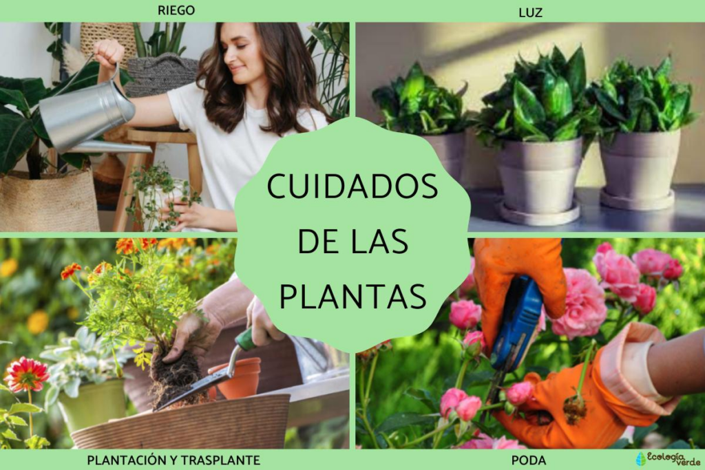 Consejos para el cuidado de plantas que prosperan en casa