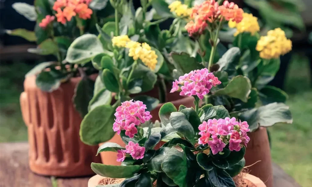 Cuidados del kalanchoe: Riego, Luz y Poda Explicados