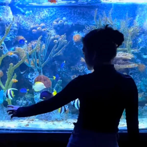 Actividades Navideñas Acuario Vivamar para toda la familia