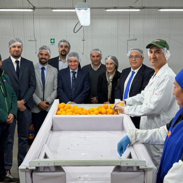 Exportación de cítricos: Inicio de temporada y desafíos en Coquimbo