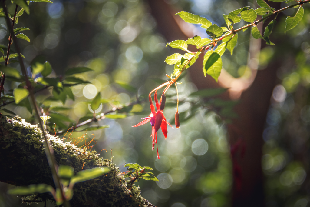 Reforestación y recuperación: la dimensión ambiental del proyecto Tineo-Nueva Ancud