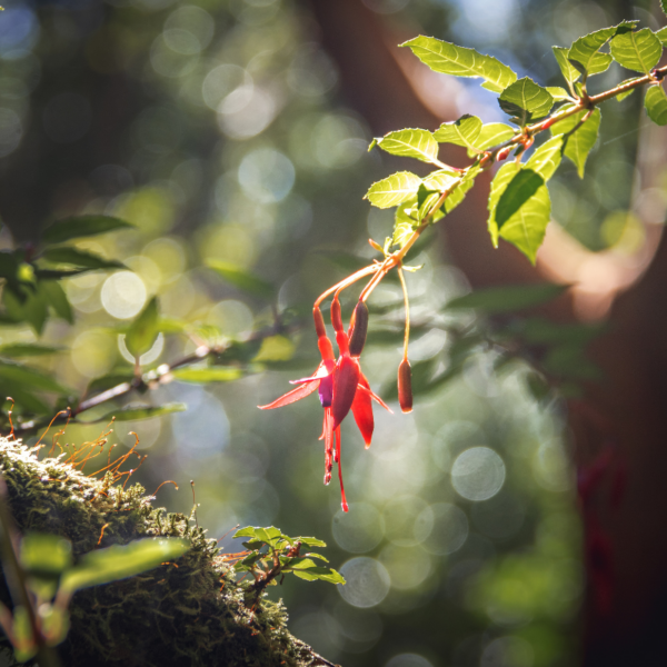 Reforestación y recuperación: la dimensión ambiental del proyecto Tineo-Nueva Ancud