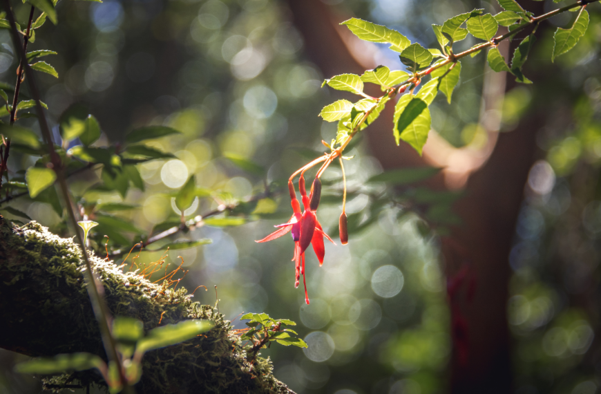 Reforestación y recuperación: la dimensión ambiental del proyecto Tineo-Nueva Ancud