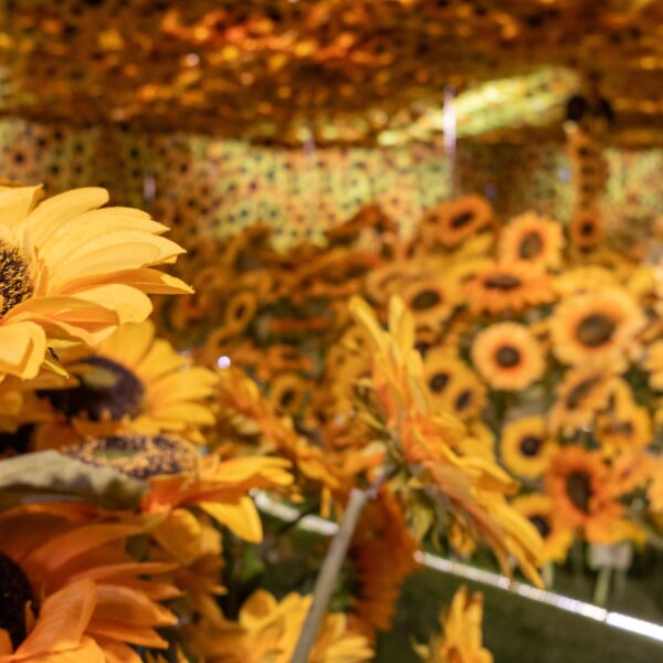 Van Gogh en Vivo: Descubre la Experiencia que Está Cautivando a Todos